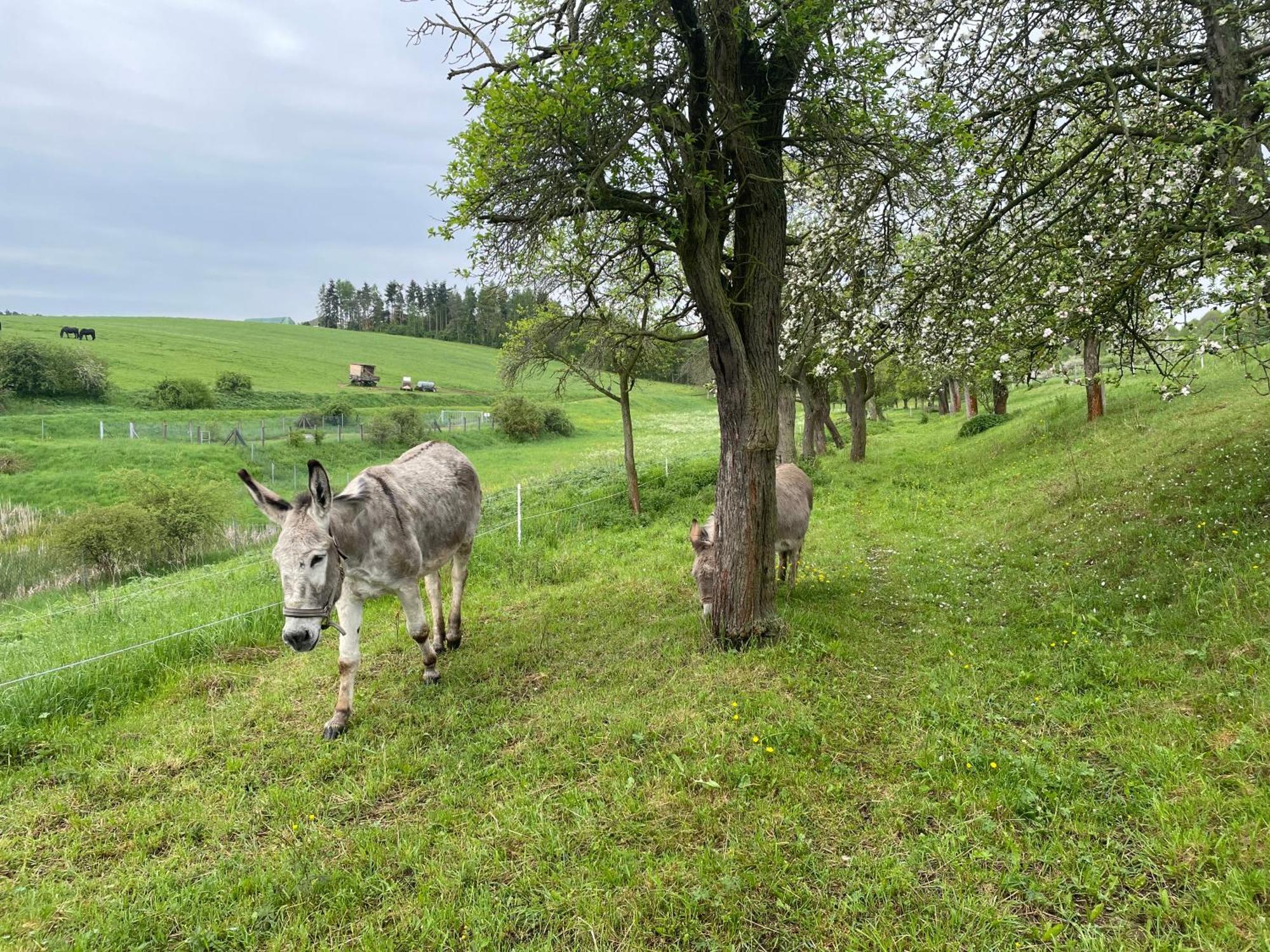 Ferienhof"Waldesel Rippersroda" 外观 照片